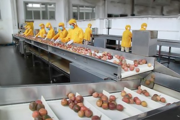 如何選取優質的果汁加工原料？